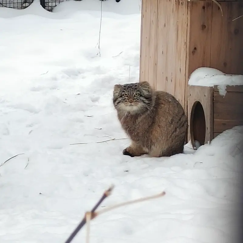 A photograph of a Pallas's cat in Novosibirsk Zoo