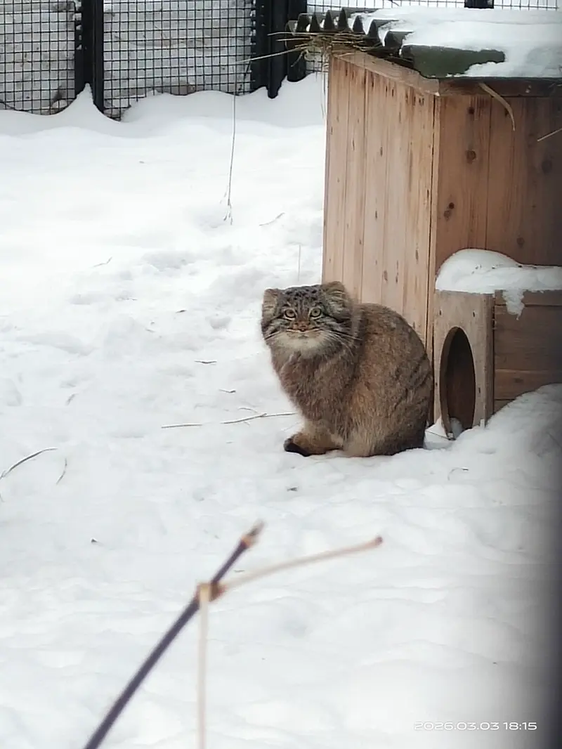 A photograph of a Pallas's cat in Novosibirsk Zoo