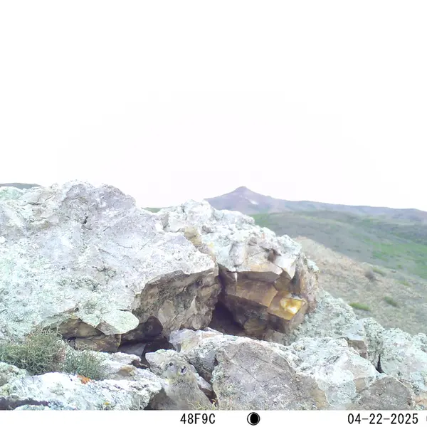 A photograph of Pika from Besshoky 1 camera trap