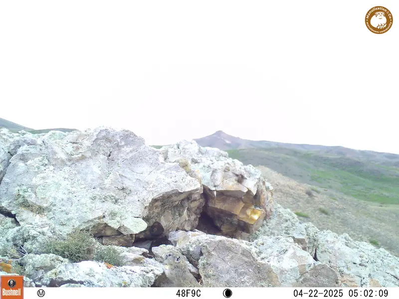 A photograph of Pika from Besshoky 1 camera trap