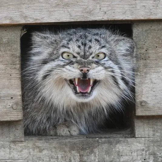 A photograph of Namuu in Port Lympne Wild Animal Park