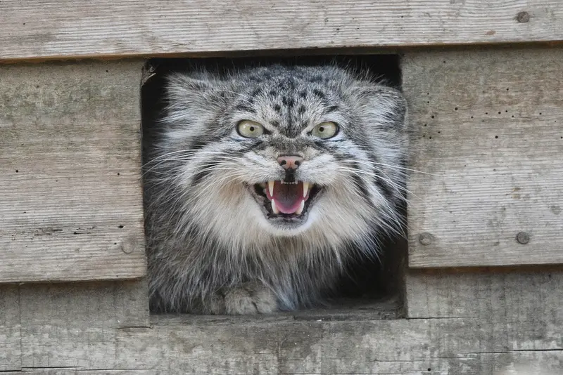 A photograph of Namuu in Port Lympne Wild Animal Park
