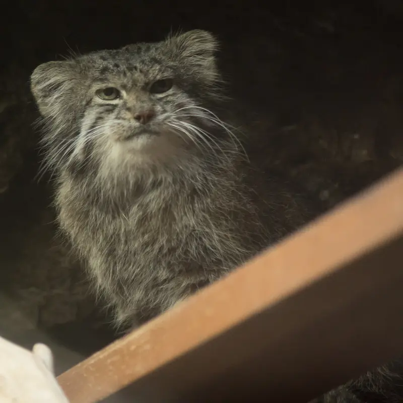 A photograph of Klyon in Ueno Zoological Gardens