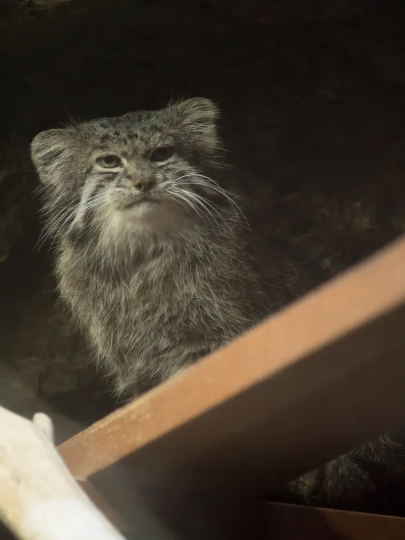 A photograph of Klyon in Ueno Zoological Gardens