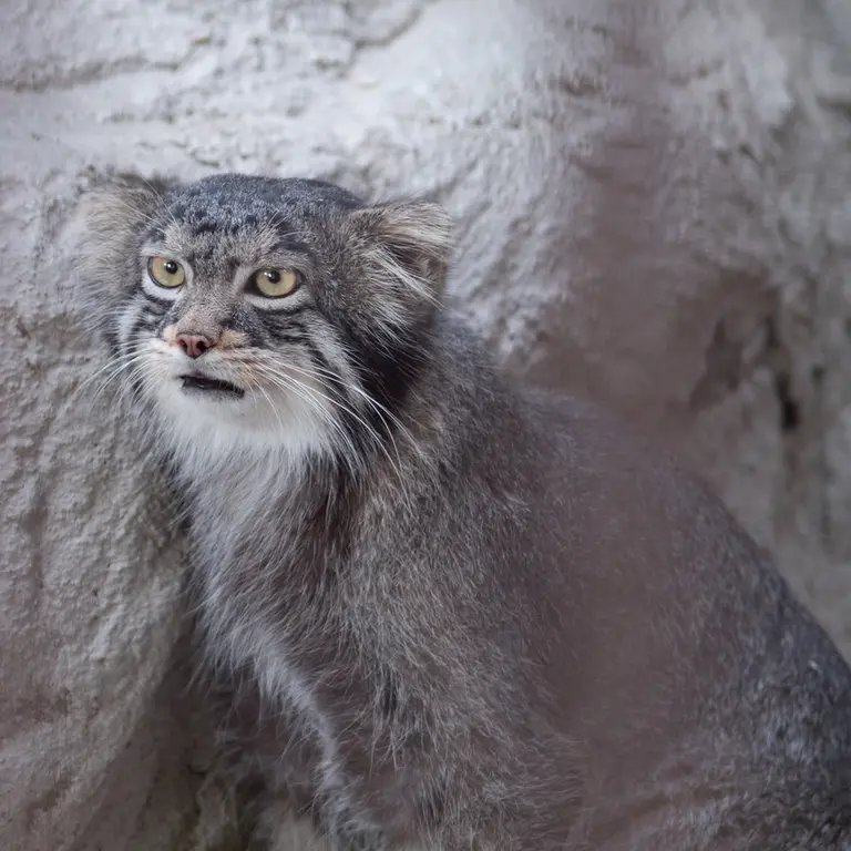 A photograph of Figa in Nogeyama Zoo