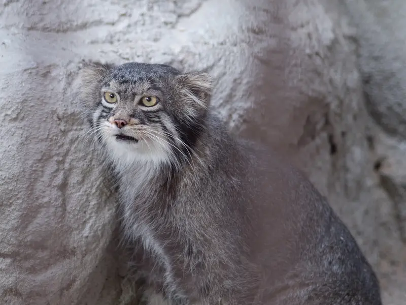 A photograph of Figa in Nogeyama Zoo