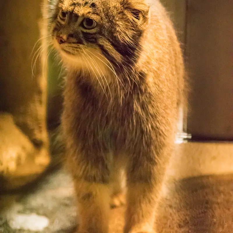 A photograph of Figa in Nogeyama Zoo