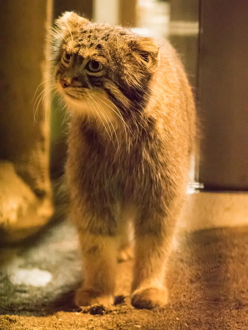 A photograph of Figa in Nogeyama Zoo