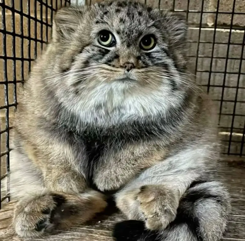 What is this Pallas's cat called