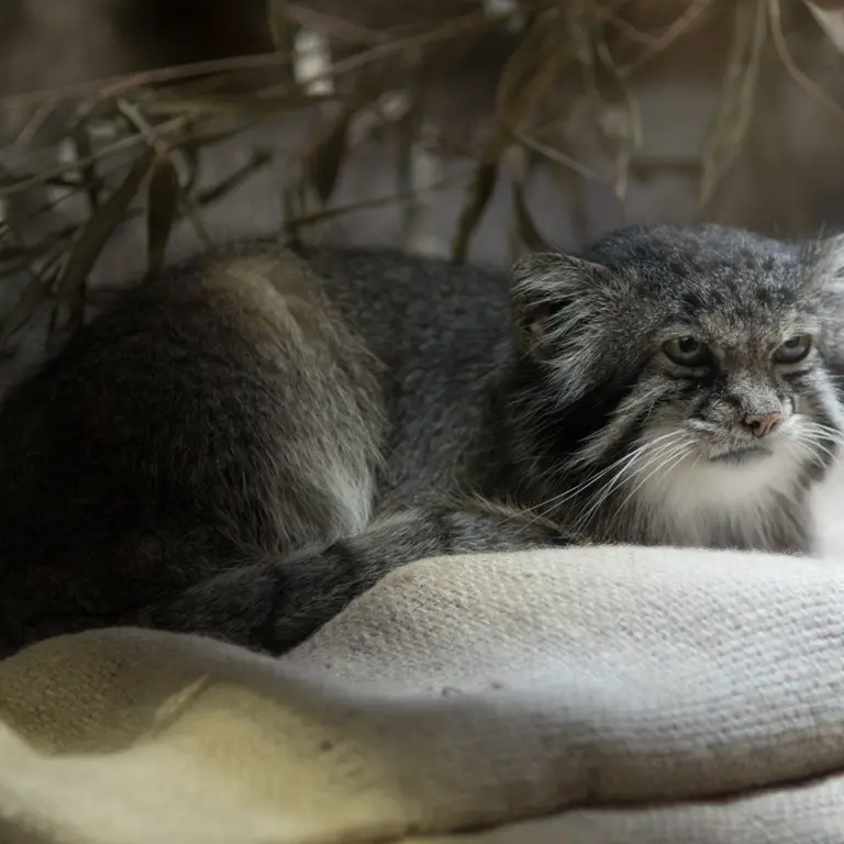 A photograph of Klyon in Ueno Zoological Gardens