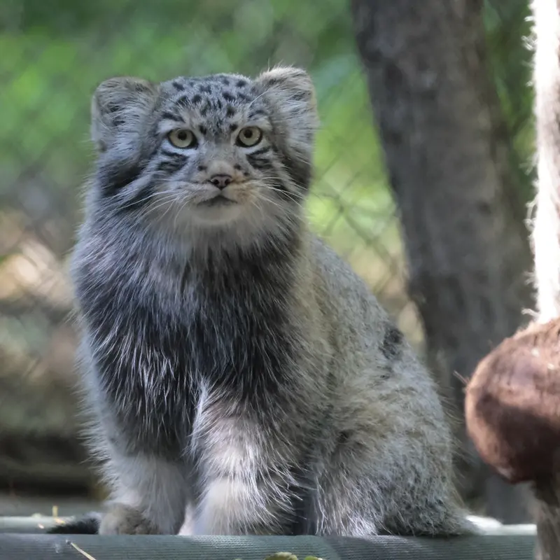 A photograph of Son of Lolo b.2026 Ⅱ in Novosibirsk Zoo
