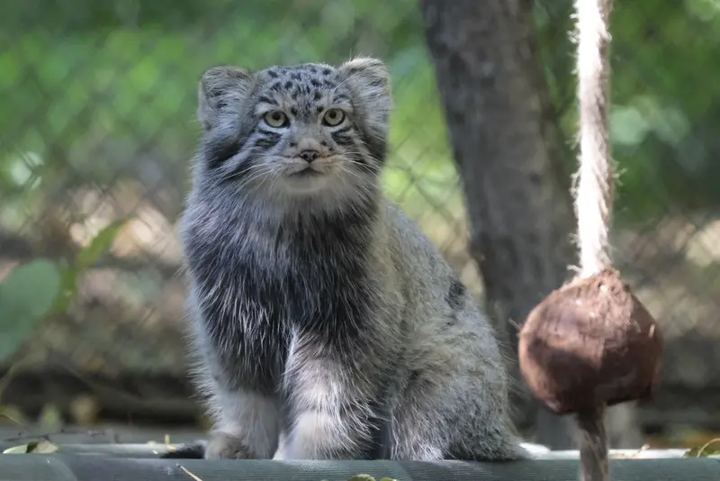 A photograph of Son of Lolo b.2026 Ⅱ in Novosibirsk Zoo