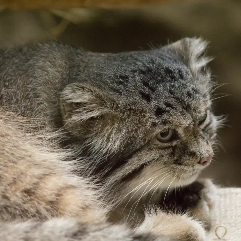 A photograph of Klyon in Ueno Zoological Gardens