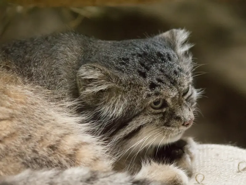 A photograph of Klyon in Ueno Zoological Gardens