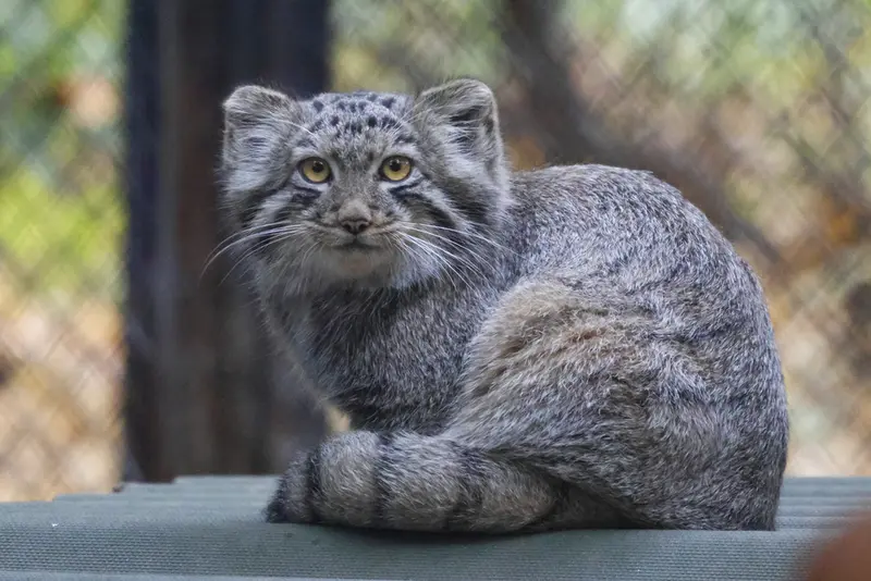 A photograph of a Pallas's cat in Novosibirsk Zoo