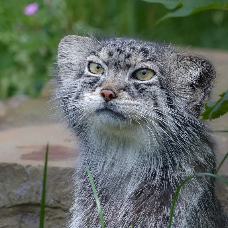 A photograph of a Pallas's cat in Port Lympne Wild Animal Park