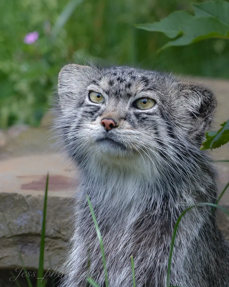 A photograph of a Pallas's cat in Port Lympne Wild Animal Park