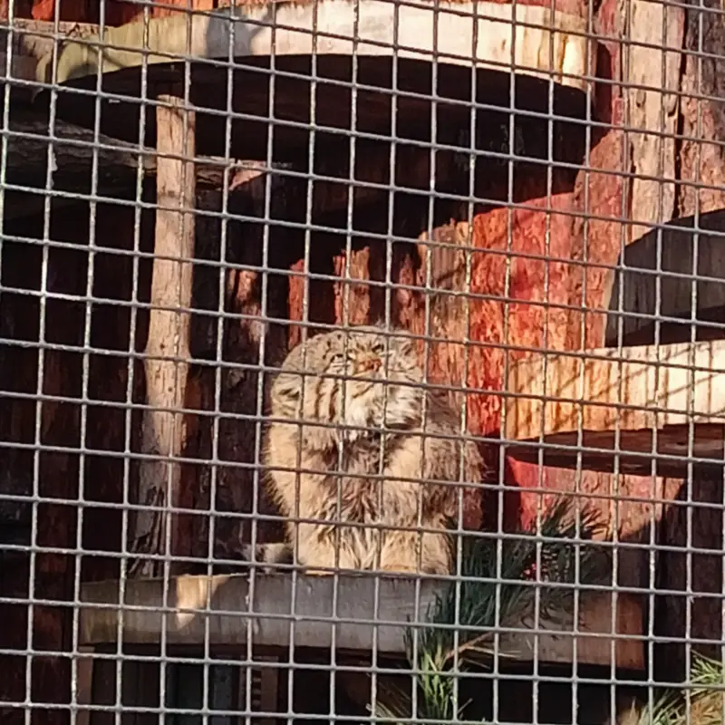 A photograph of Sven in Leningrad zoo