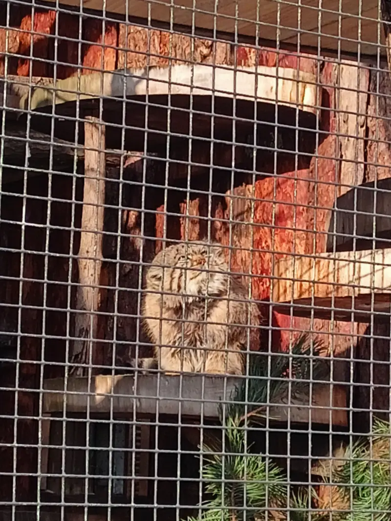 A photograph of Sven in Leningrad zoo
