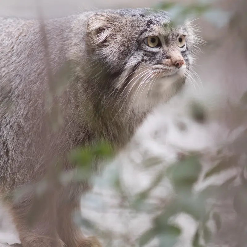 A photograph of Figa in Nogeyama Zoo