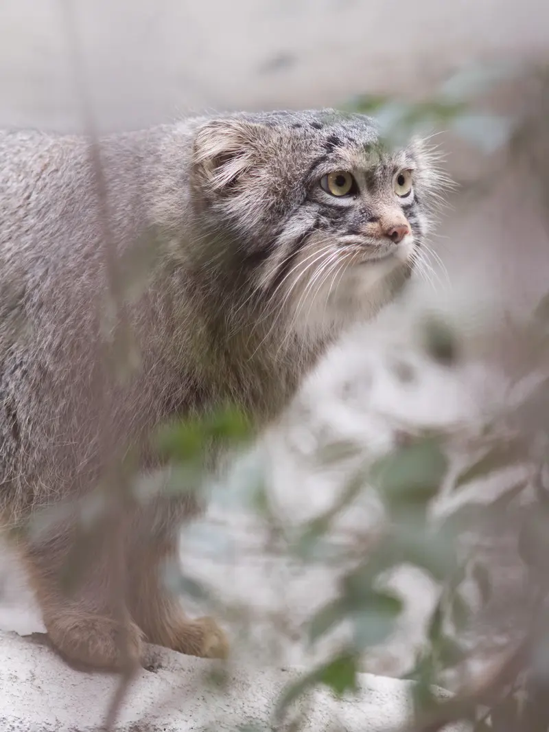 A photograph of Figa in Nogeyama Zoo