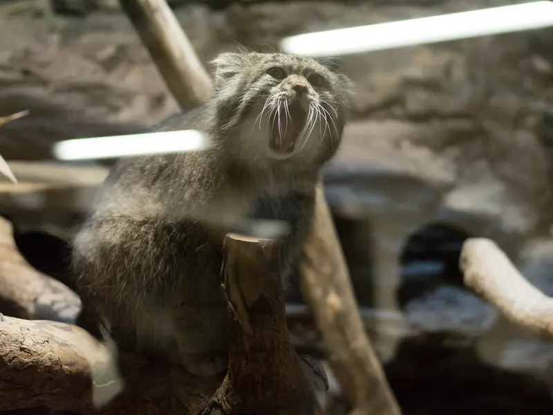 A photograph of Klyon in Ueno Zoological Gardens