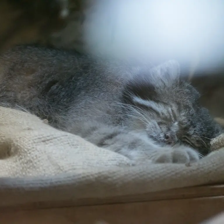 A photograph of Klyon in Ueno Zoological Gardens