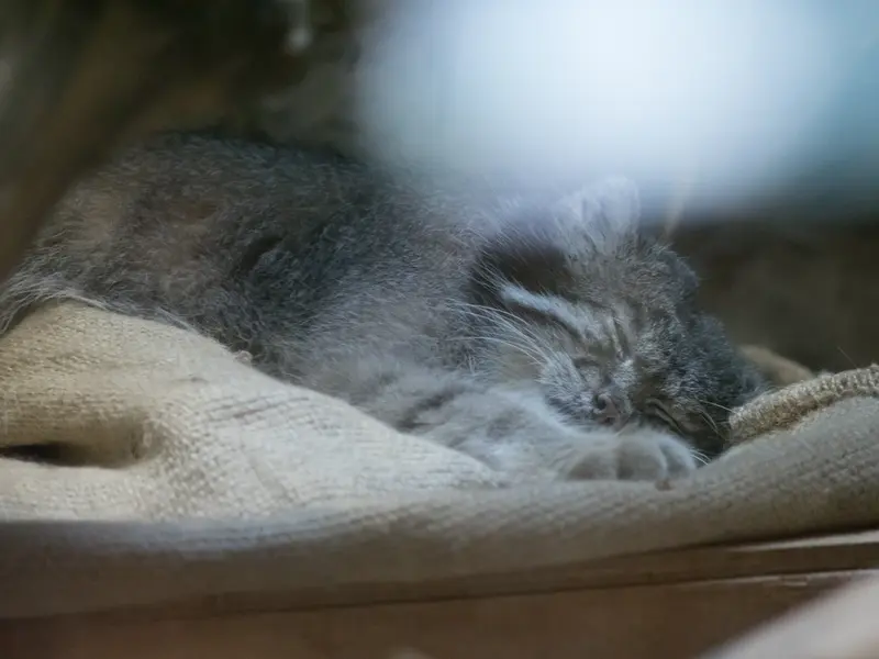 A photograph of Klyon in Ueno Zoological Gardens