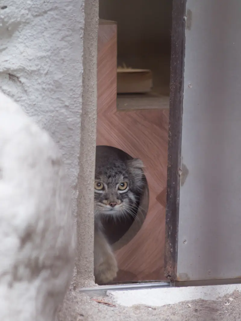 A photograph of Figa in Nogeyama Zoo