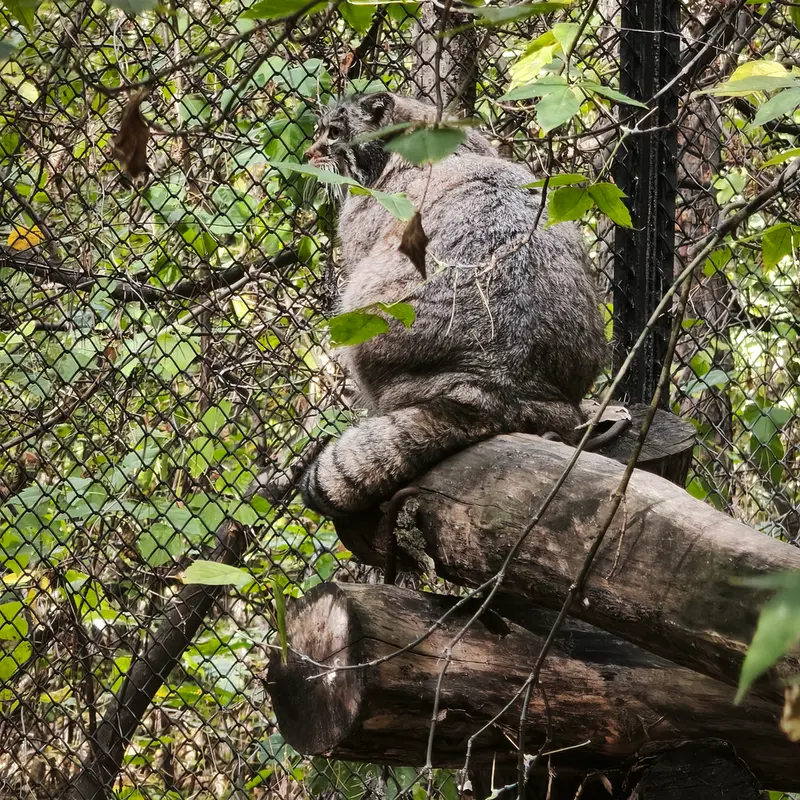 A photograph of Zosya in Novosibirsk Zoo