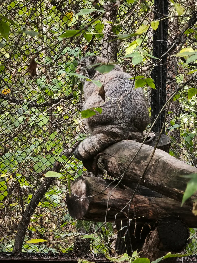 A photograph of Zosya in Novosibirsk Zoo
