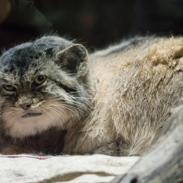A photograph of Primula in Ueno Zoological Gardens