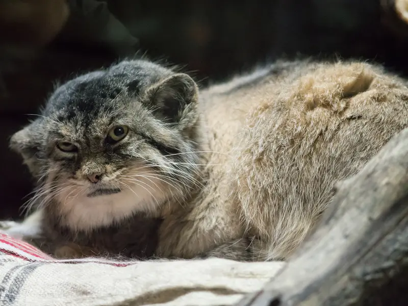 A photograph of Primula in Ueno Zoological Gardens