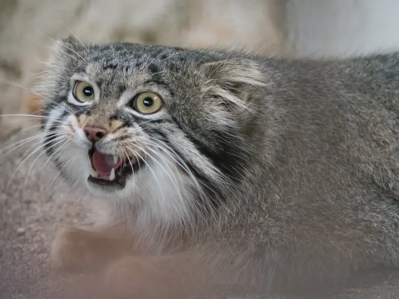 A photograph of Figa in Nogeyama Zoo