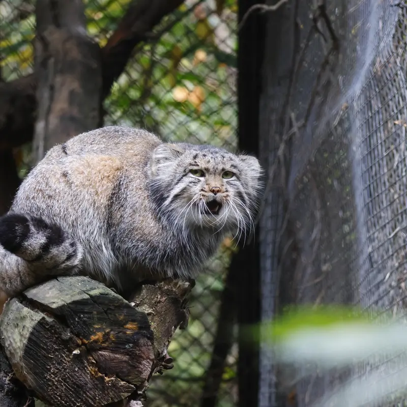 A photograph of Grey in Novosibirsk Zoo