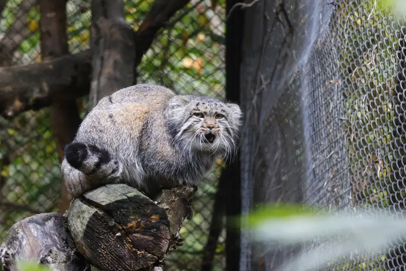 A photograph of Grey in Novosibirsk Zoo