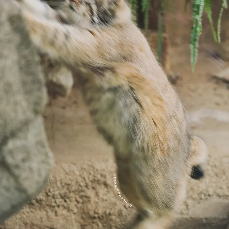 A photograph of Az in Kobe Animal Kingdom
