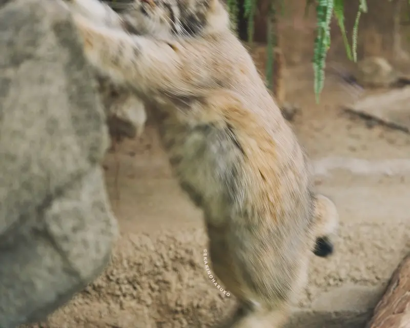 A photograph of Az in Kobe Animal Kingdom