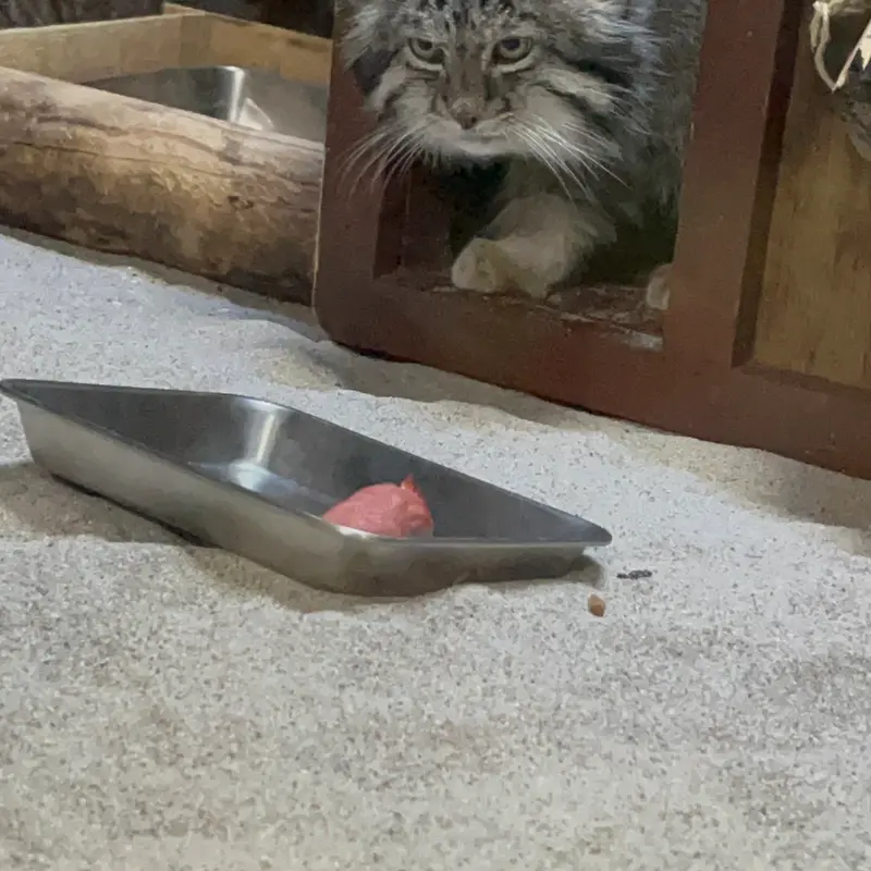 A photograph of Klyon in Ueno Zoological Gardens