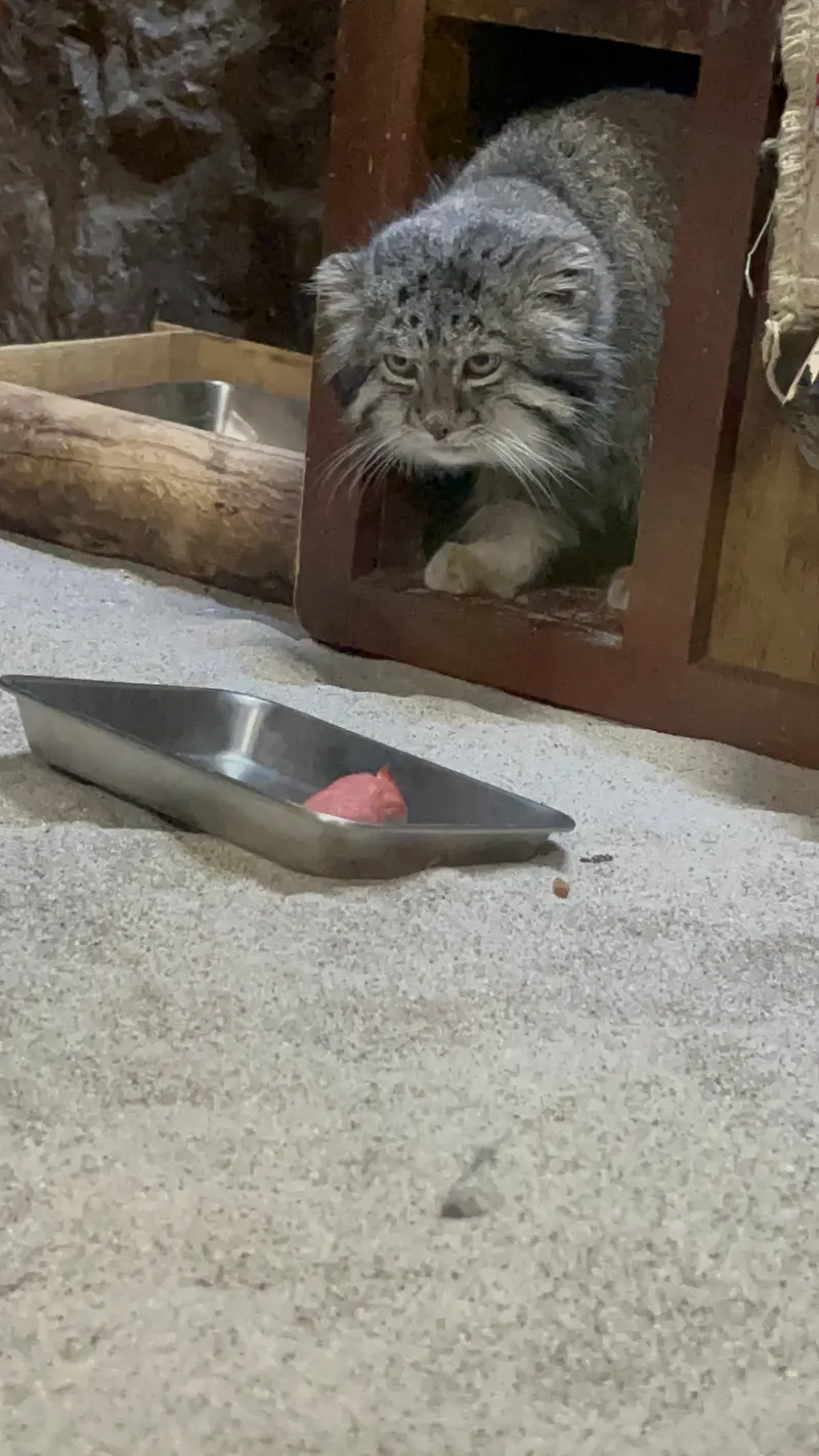 A photograph of Klyon in Ueno Zoological Gardens