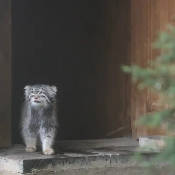 A photograph of a Pallas's cat in Moscow zoo
