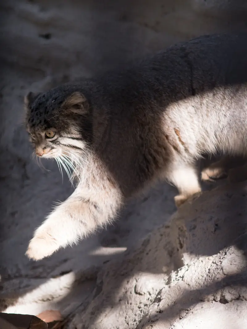 A photograph of Figa in Nogeyama Zoo