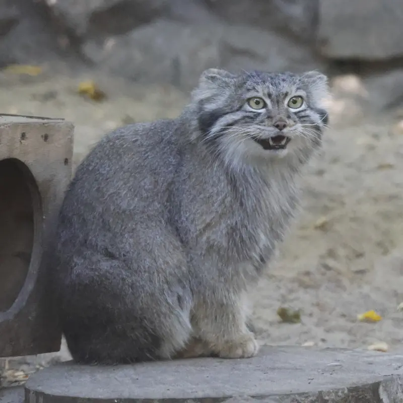A photograph of Snezhana in Novosibirsk Zoo