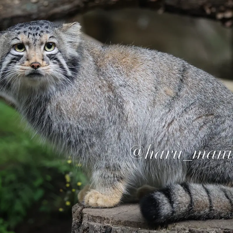 A photograph of Nagomu in Nasu Animal Kingdom