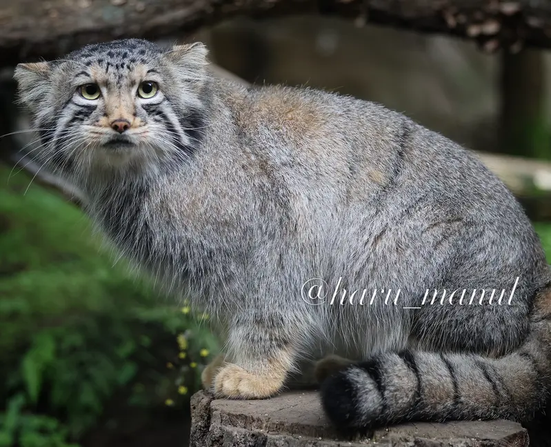 A photograph of Nagomu in Nasu Animal Kingdom