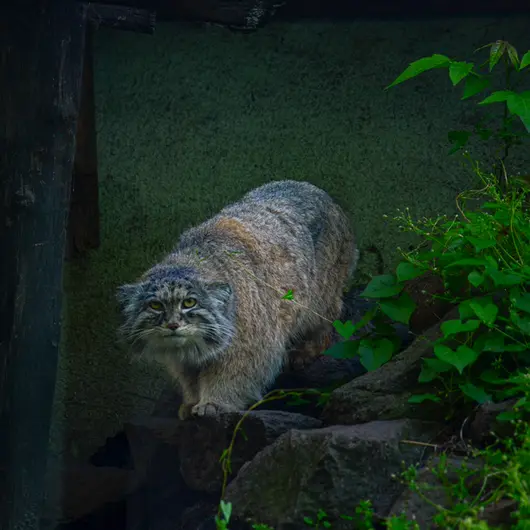 A photograph of Bohus in Budapest Zoo &amp; Botanical Garden