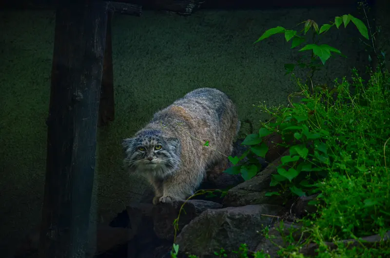 A photograph of Bohus in Budapest Zoo &amp; Botanical Garden