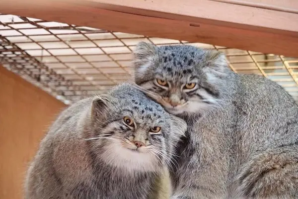A photograph of a Pallas's cat