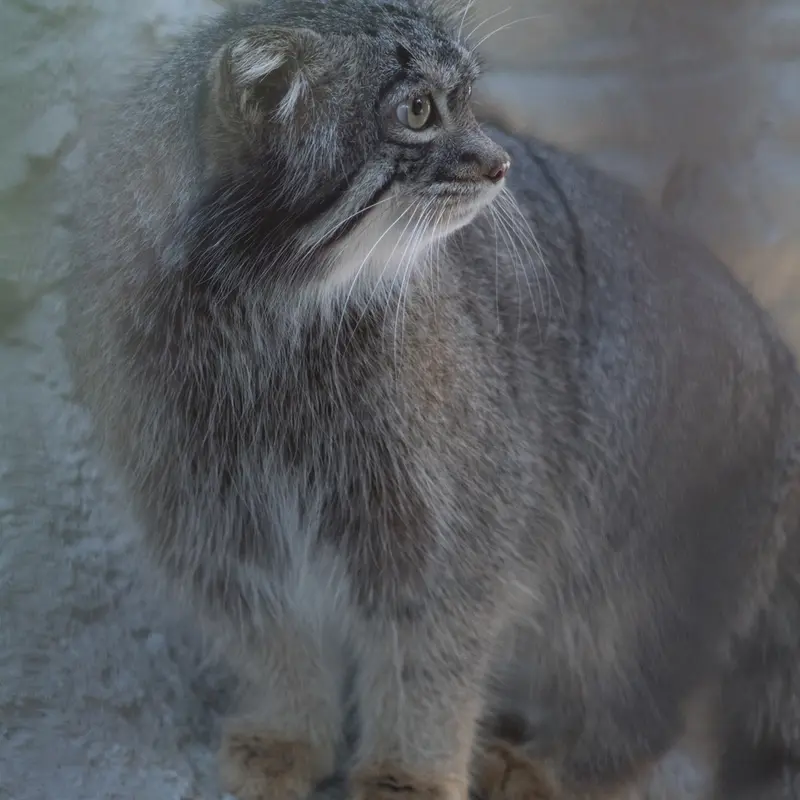 A photograph of Figa in Nogeyama Zoo