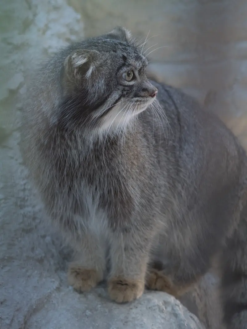 A photograph of Figa in Nogeyama Zoo